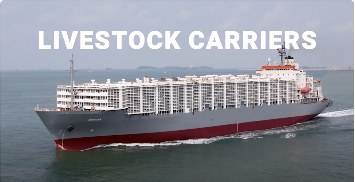 Livestock Carriers for transportation live animals